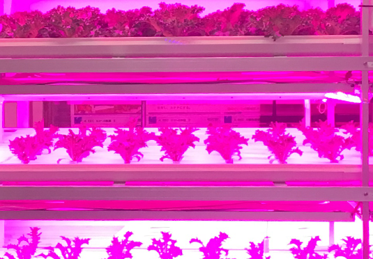 エクセディエコ植物工場